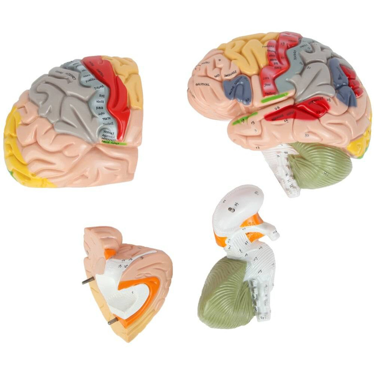 Evotech Scientific Deluxe Human Brain Model for Neuroscience 1.5 Times Life-Size 4-Part Brain with Manual