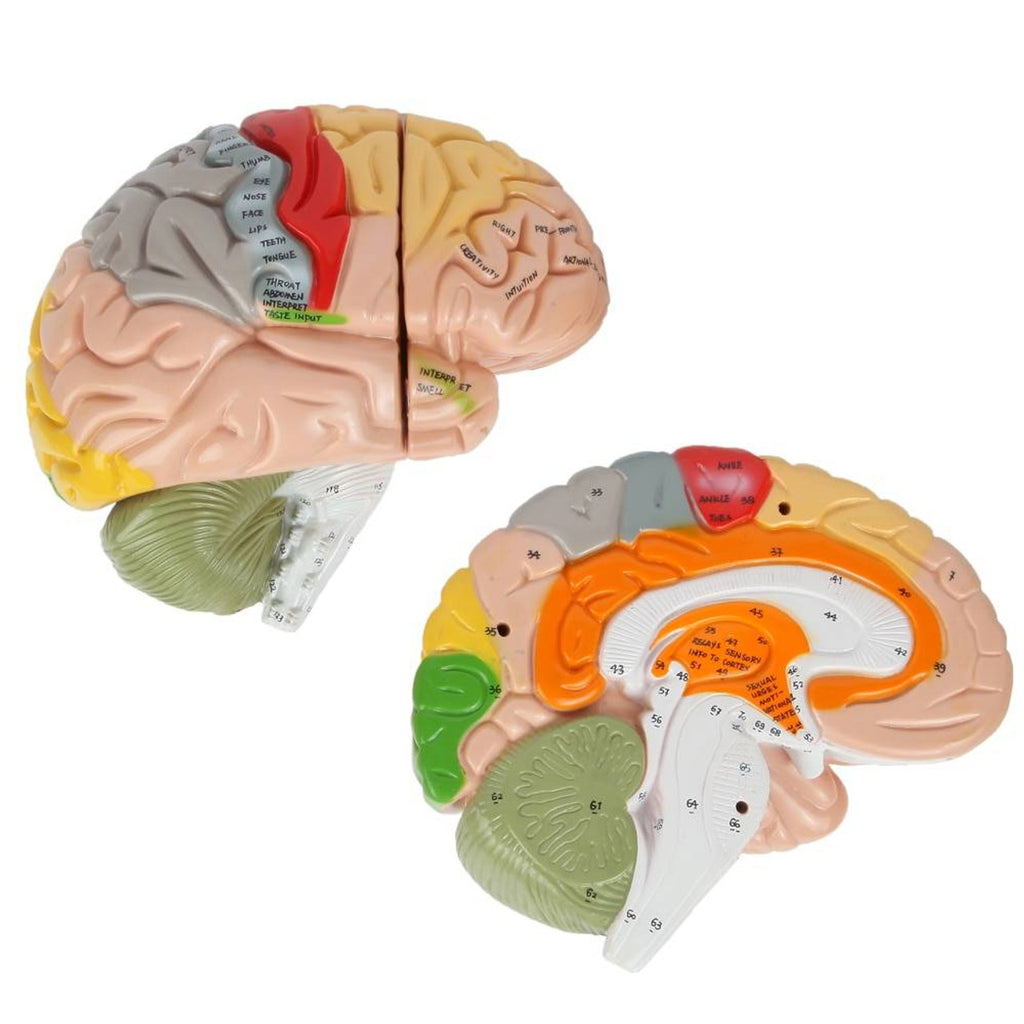Evotech Scientific Deluxe Human Brain Model for Neuroscience 1.5 Times Life-Size 4-Part Brain with Manual