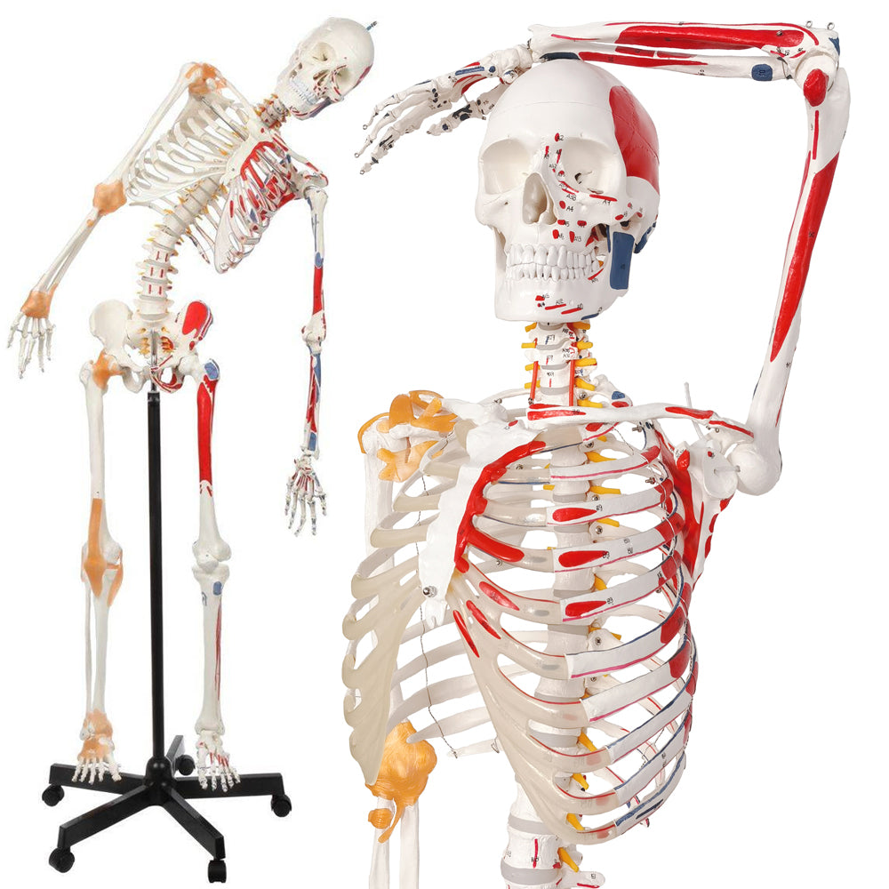 Evotech Scientific Flexible Painted and Numbered Life-Size Skeleton Anatomical Model with Flexible Spine, Muscle Insertion and Origin Points