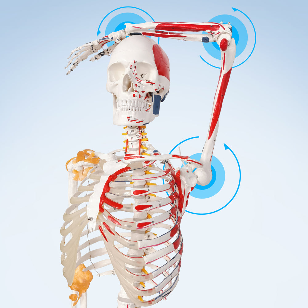 Evotech Scientific Flexible Painted and Numbered Life-Size Skeleton Anatomical Model with Flexible Spine, Muscle Insertion and Origin Points