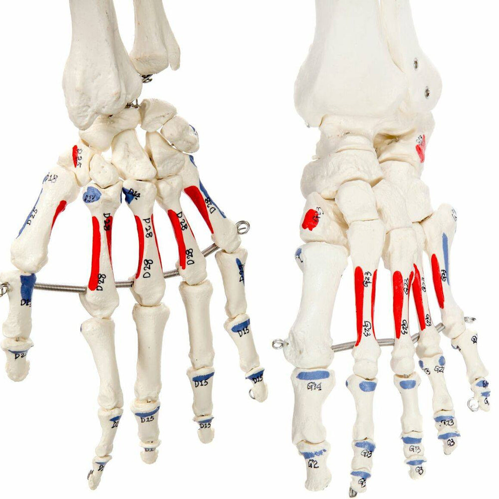 Evotech Scientific Flexible Painted and Numbered Life-Size Skeleton Anatomical Model with Flexible Spine, Muscle Insertion and Origin Points