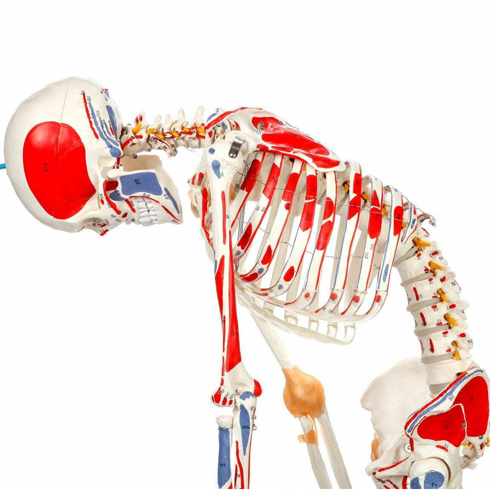 Evotech Scientific Flexible Painted and Numbered Life-Size Skeleton Anatomical Model with Flexible Spine, Muscle Insertion and Origin Points
