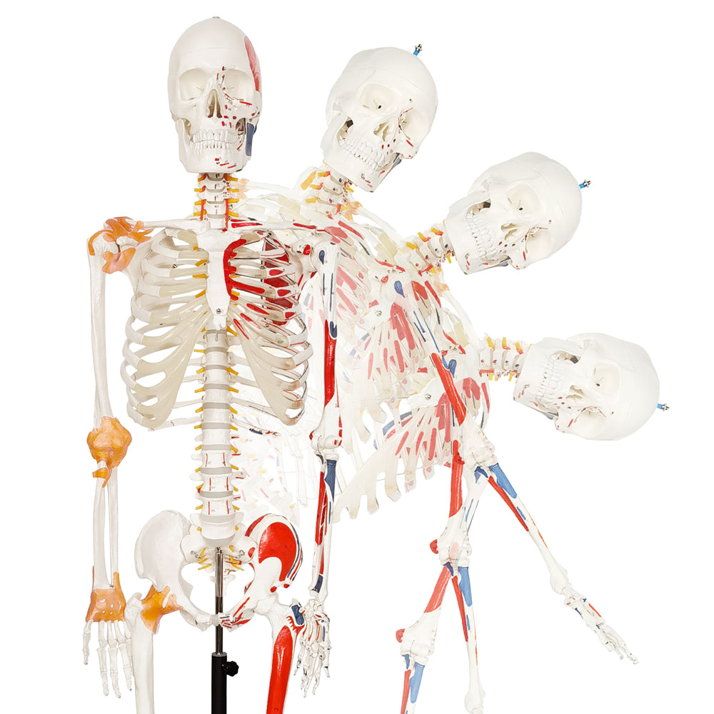 Evotech Scientific Flexible Painted and Numbered Life-Size Skeleton Anatomical Model with Flexible Spine, Muscle Insertion and Origin Points