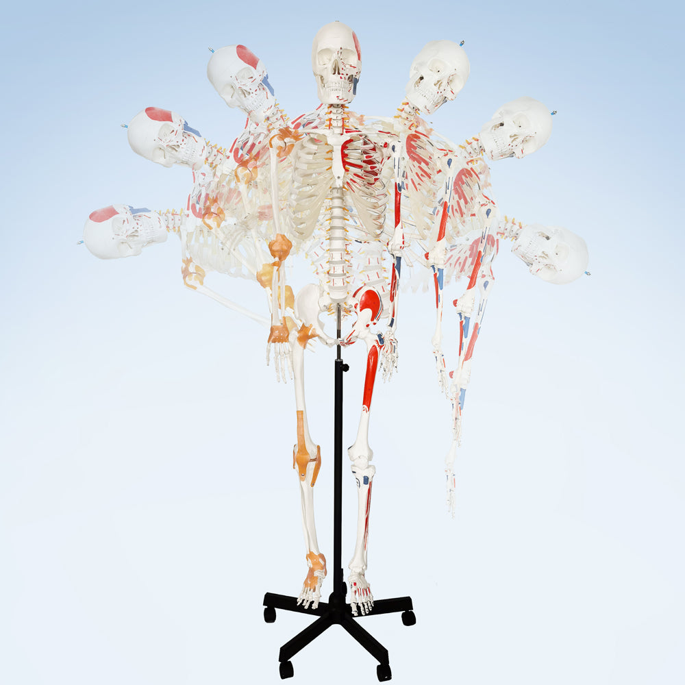 Evotech Scientific Flexible Painted and Numbered Life-Size Skeleton Anatomical Model with Flexible Spine, Muscle Insertion and Origin Points