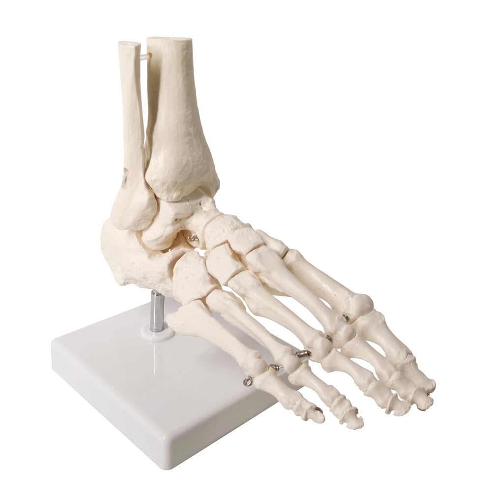 Evotech Scientific Foot Skeletal Model with Ankle and Tibia Fibula Foot Bones and Joints Bound with Wire