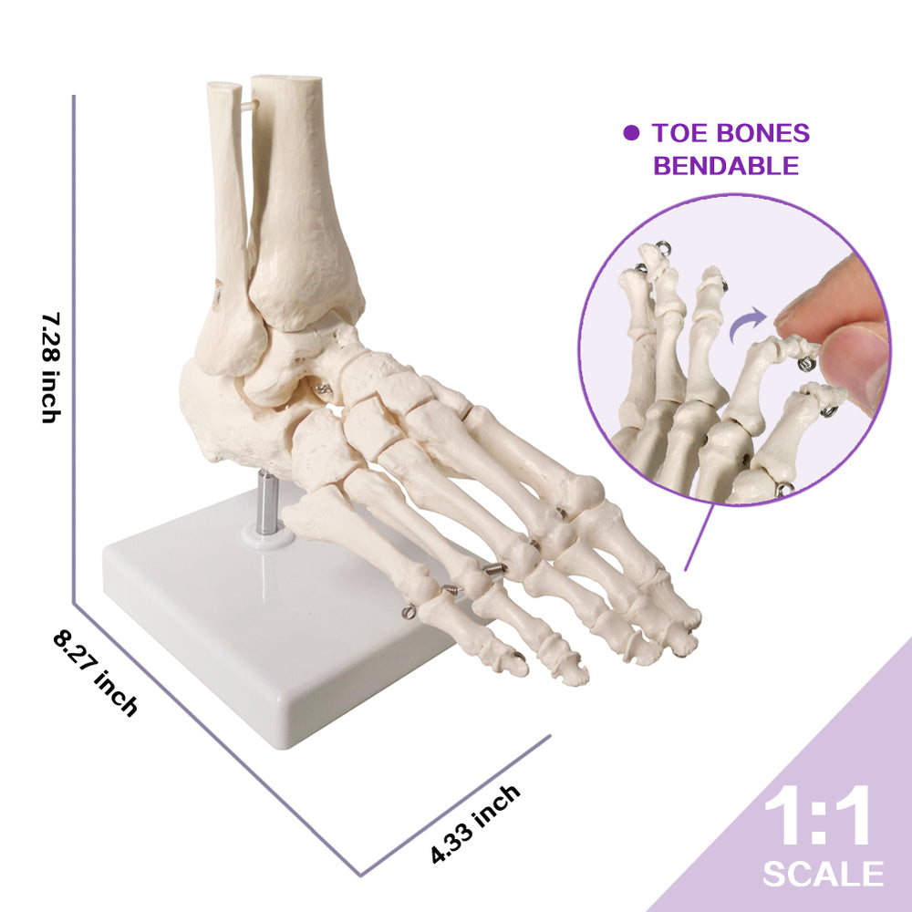 Evotech Scientific Foot Skeletal Model with Ankle and Tibia Fibula Foo