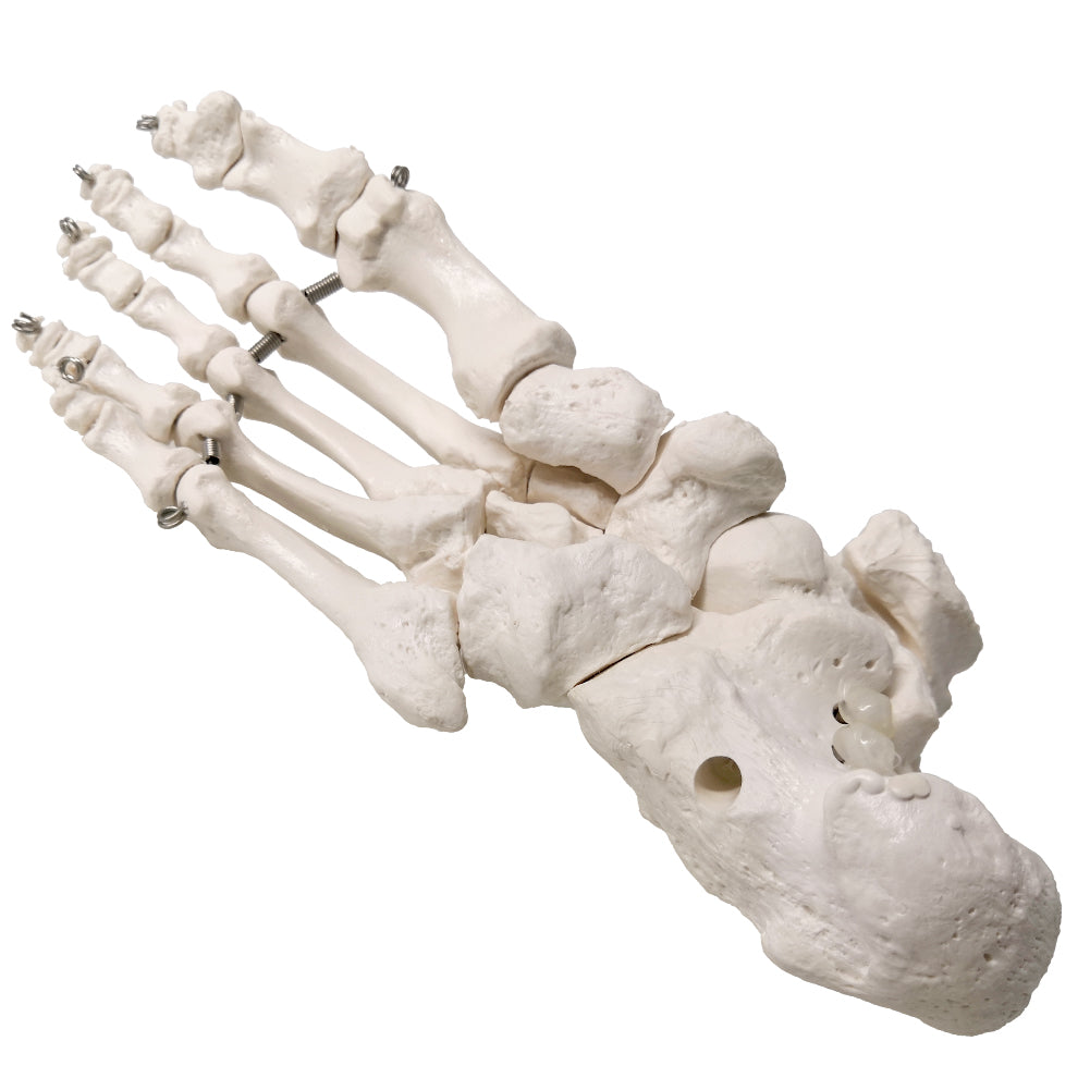 Evotech Scientific Foot Skeletal Model with Ankle and Tibia Fibula Foot Bones and Joints Bound with Wire