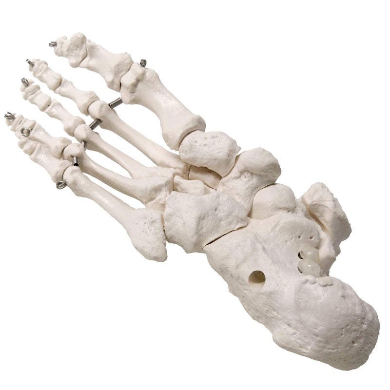 Evotech Scientific Foot Skeletal Model with Ankle and Tibia Fibula Foo