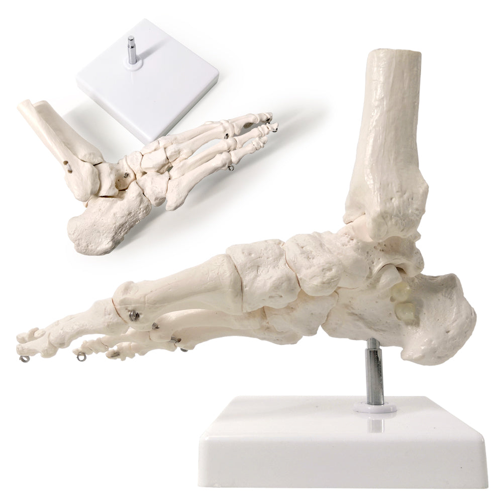 Evotech Scientific Foot Skeletal Model with Ankle and Tibia Fibula Foot Bones and Joints Bound with Wire