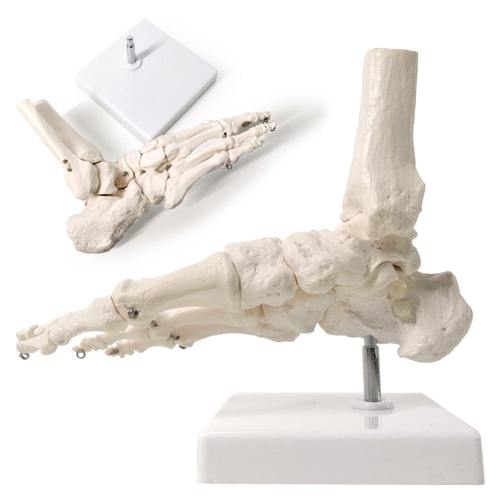Evotech Scientific Foot Skeletal Model with Ankle and Tibia Fibula Foot Bones and Joints Bound with Wire