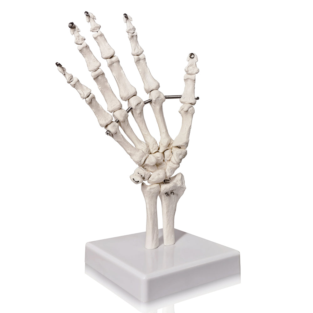 Evotech Scientific Hand Skeleton Model with Articulated Joints, Shows Ulna and Radius, Portray Natural Movement of Human Hand