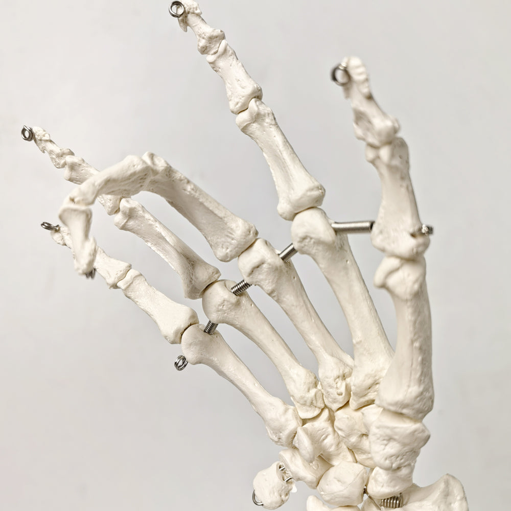 Evotech Scientific Hand Skeleton Model with Articulated Joints, Shows Ulna and Radius, Portray Natural Movement of Human Hand