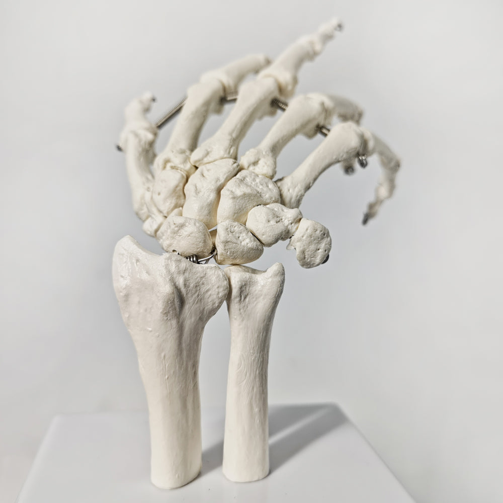 Evotech Scientific Hand Skeleton Model with Articulated Joints, Shows Ulna and Radius, Portray Natural Movement of Human Hand