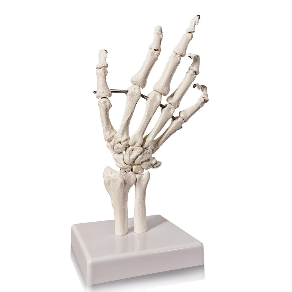 Evotech Scientific Hand Skeleton Model with Articulated Joints, Shows Ulna and Radius, Portray Natural Movement of Human Hand