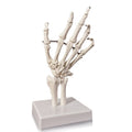 Evotech Scientific Hand Skeleton Model with Articulated Joints, Shows Ulna and Radius, Portray Natural Movement of Human Hand