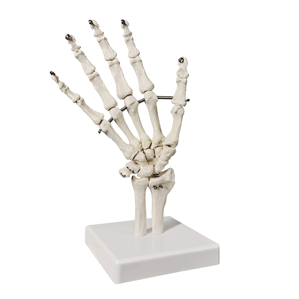 Evotech Scientific Hand Skeleton Model with Articulated Joints, Shows Ulna and Radius, Portray Natural Movement of Human Hand