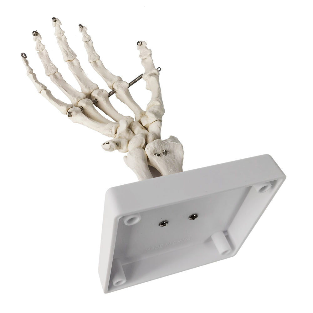Evotech Scientific Hand Skeleton Model with Articulated Joints, Shows Ulna and Radius, Portray Natural Movement of Human Hand
