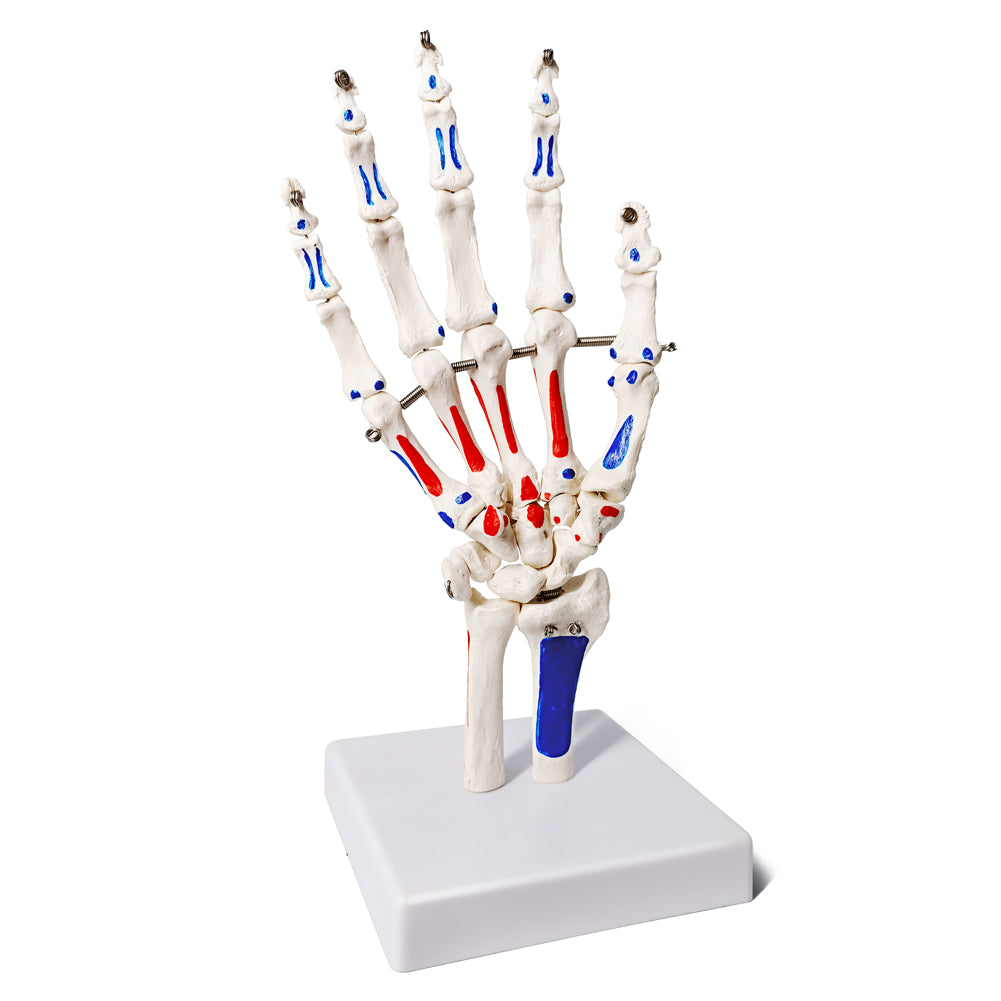 Evotech Scientific Hand Skeleton Model with Muscles Insertions & Origins Painted & Articulated Joints Shows Portion of Ulna-Radius