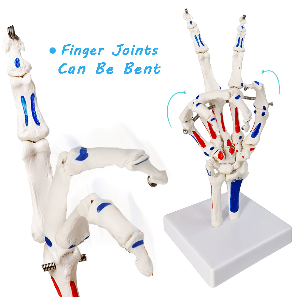 Evotech Scientific Hand Skeleton Model with Muscles Insertions & Origins Painted & Articulated Joints Shows Portion of Ulna-Radius