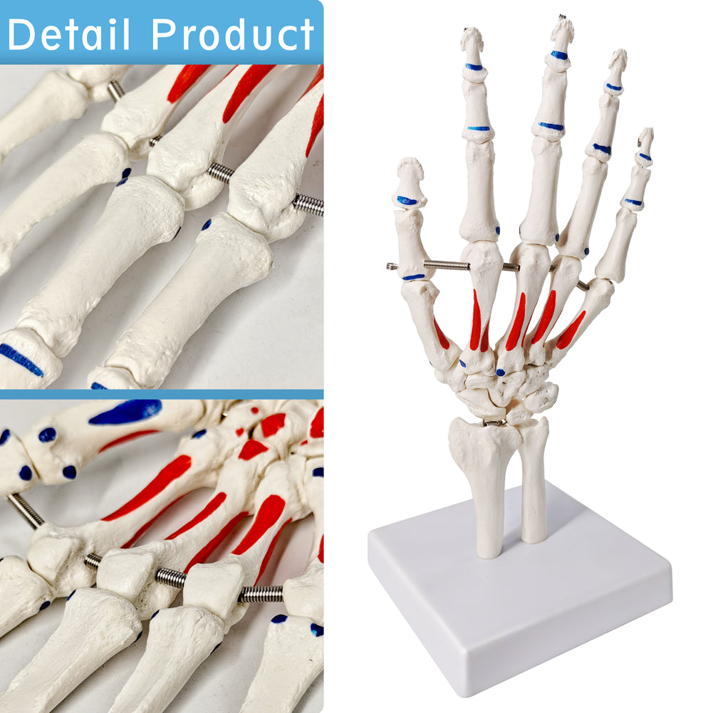 Evotech Scientific Hand Skeleton Model with Muscles Insertions & Origins Painted & Articulated Joints Shows Portion of Ulna-Radius