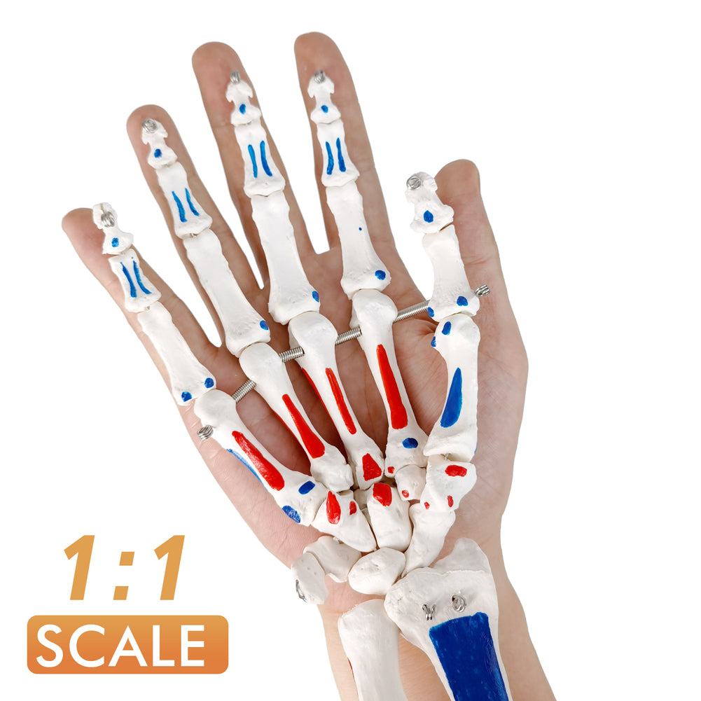 Evotech Scientific Hand Skeleton Model with Muscles Insertions & Origins Painted & Articulated Joints Shows Portion of Ulna-Radius