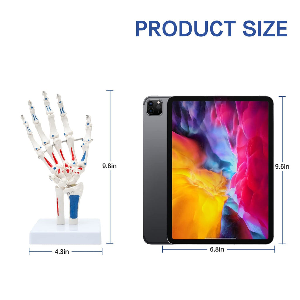 Evotech Scientific Hand Skeleton Model with Muscles Insertions & Origins Painted & Articulated Joints Shows Portion of Ulna-Radius