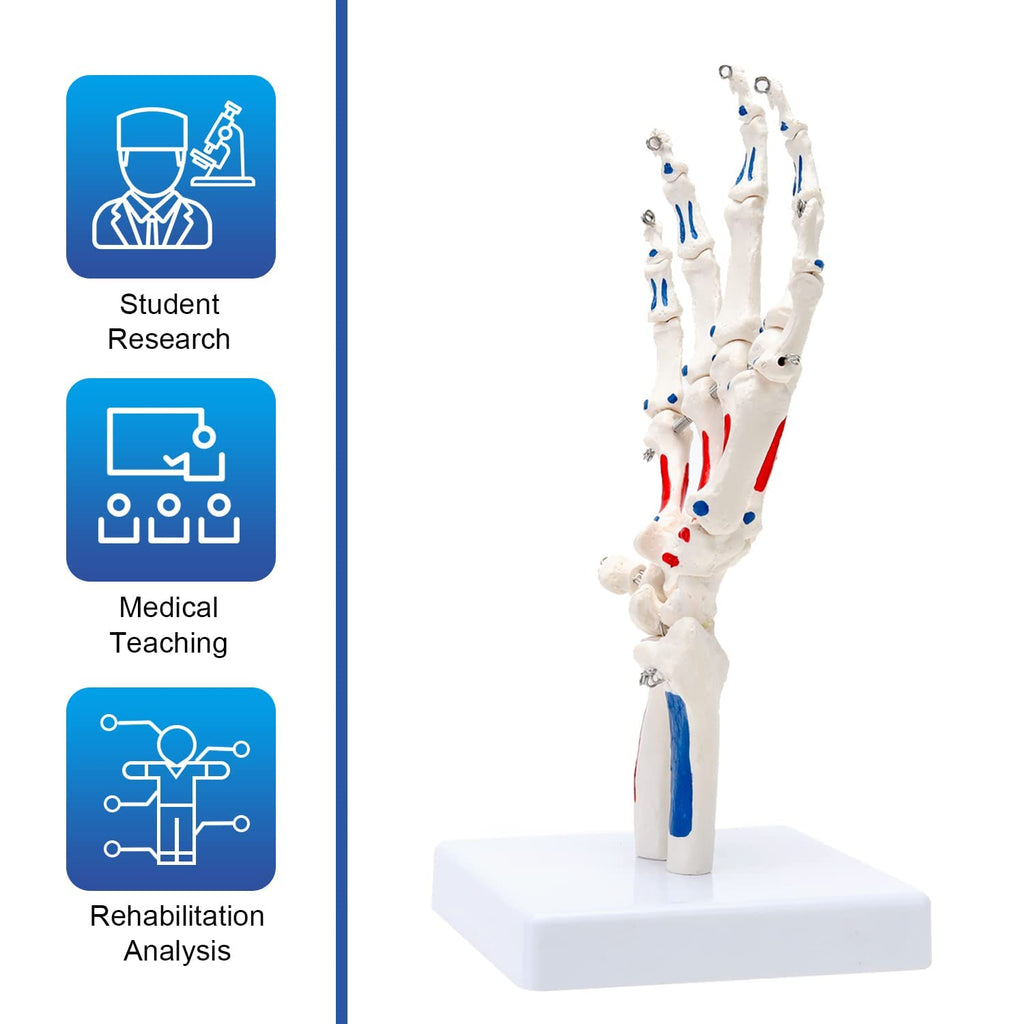 Evotech Scientific Hand Skeleton Model with Muscles Insertions & Origins Painted & Articulated Joints Shows Portion of Ulna-Radius