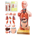 Evotech Scientific Human Body Model for Kids 11 inch Mini Human Torso Anatomy Model