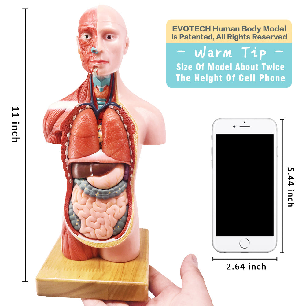 Evotech Scientific Human Body Model for Kids 11 inch Mini Human Torso Anatomy Model