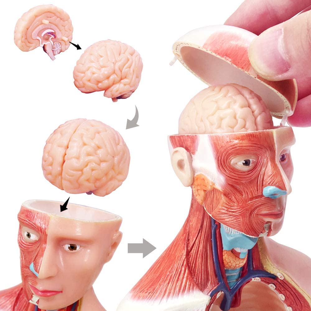 Evotech Scientific Human Body Model for Kids 11 inch Mini Human Torso Anatomy Model