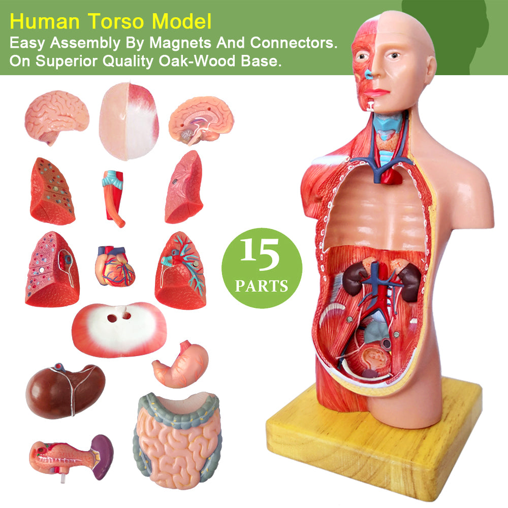 Evotech Scientific Human Body Model for Kids 11 inch Mini Human Torso Anatomy Model