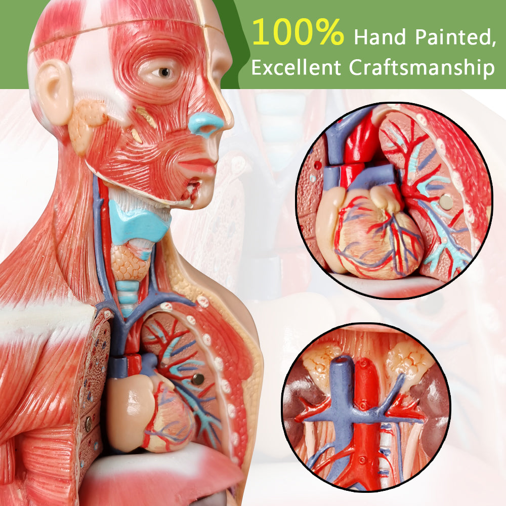 Evotech Scientific Human Body Model for Kids 11 inch Mini Human Torso Anatomy Model