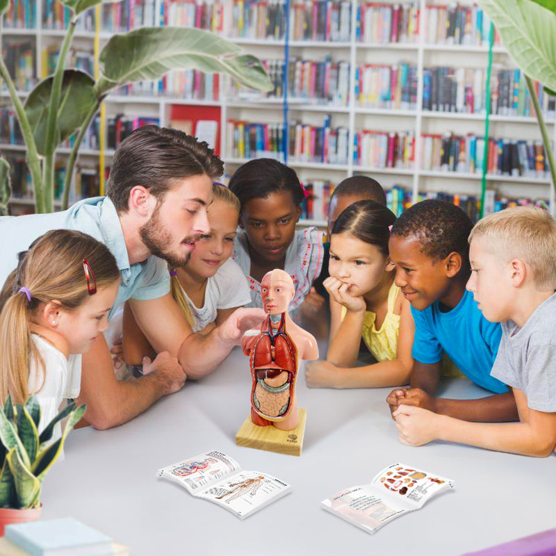 Evotech Scientific Human Body Model for Kids 11 inch Mini Human Torso Anatomy Model