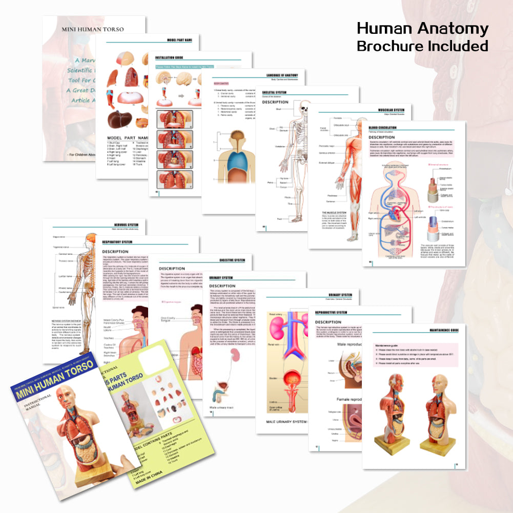 Evotech Scientific Human Body Model for Kids 11 inch Mini Human Torso Anatomy Model