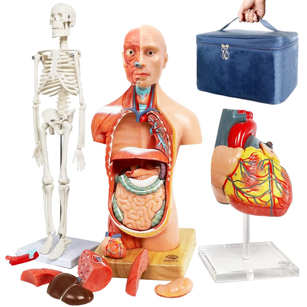 Evotech Scientific Human Body Skeleton and Heart Models Set