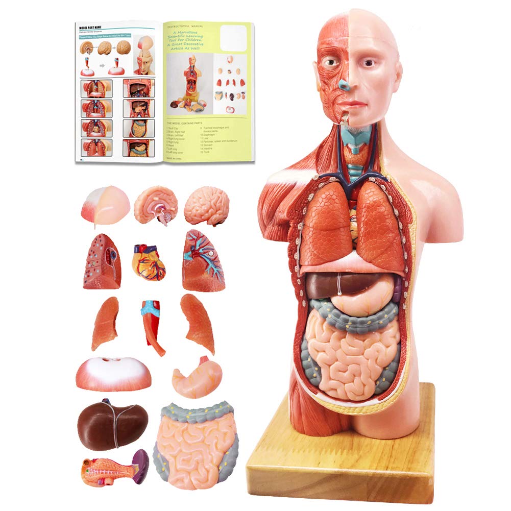 Evotech Scientific Human Body Skeleton and Heart Models Set