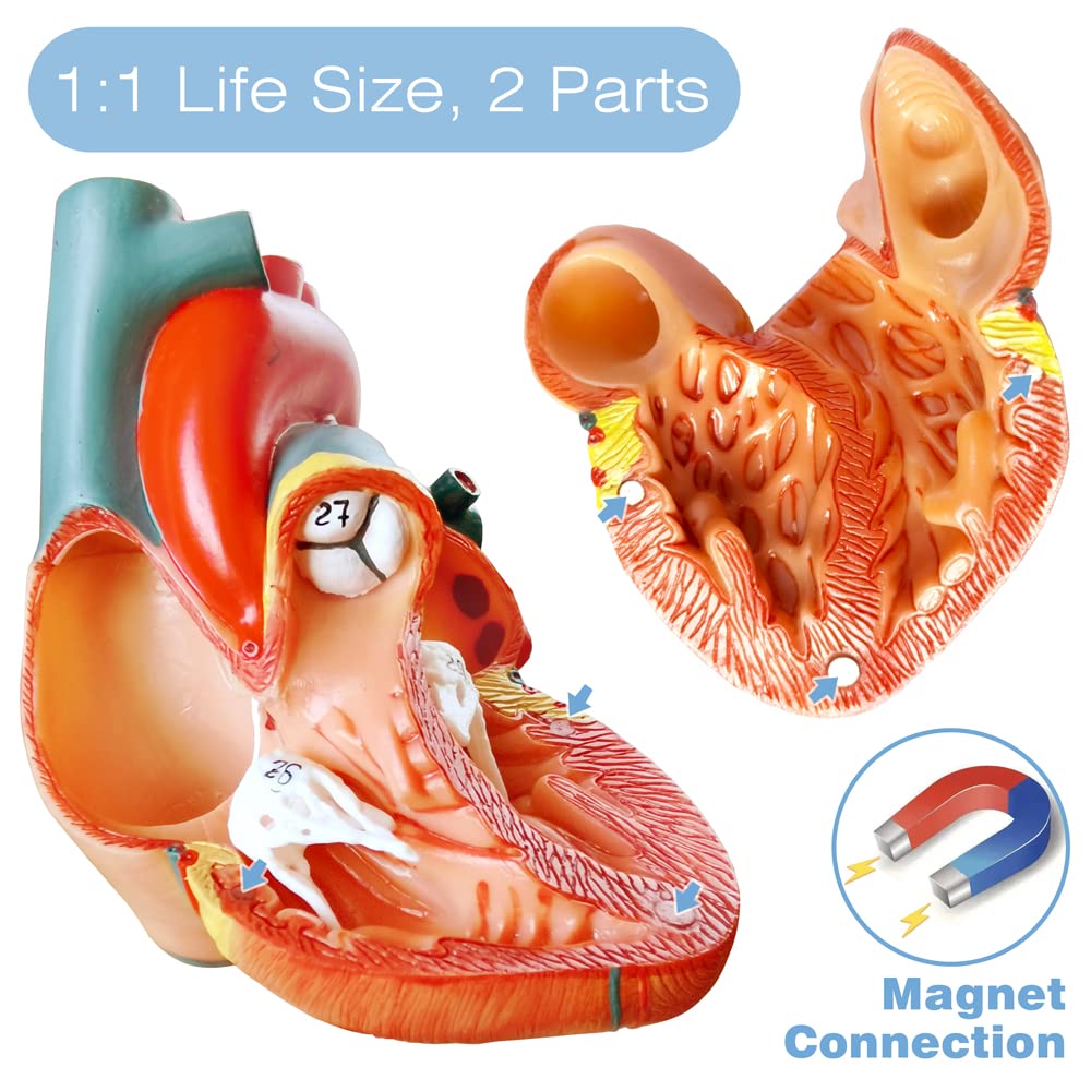 Evotech Scientific Human Body Skeleton and Heart Models Set