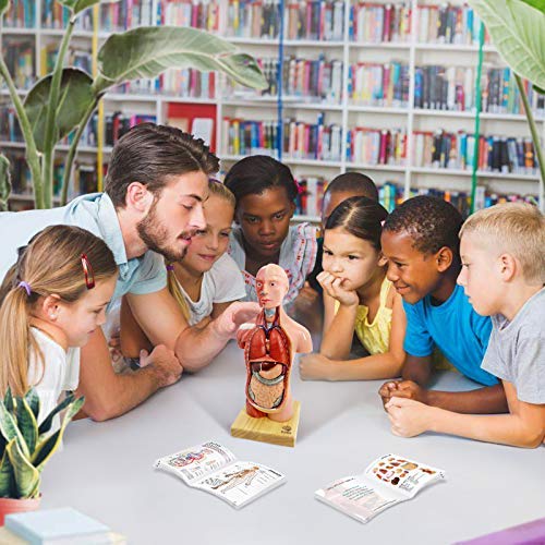 Evotech Scientific Human Body Skeleton and Heart Models Set