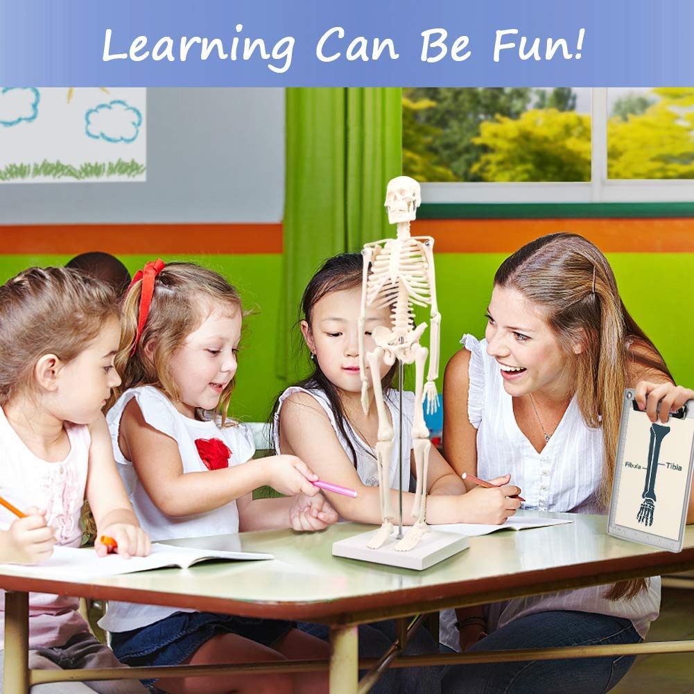 Evotech Scientific Human Body Skeleton and Heart Models Set