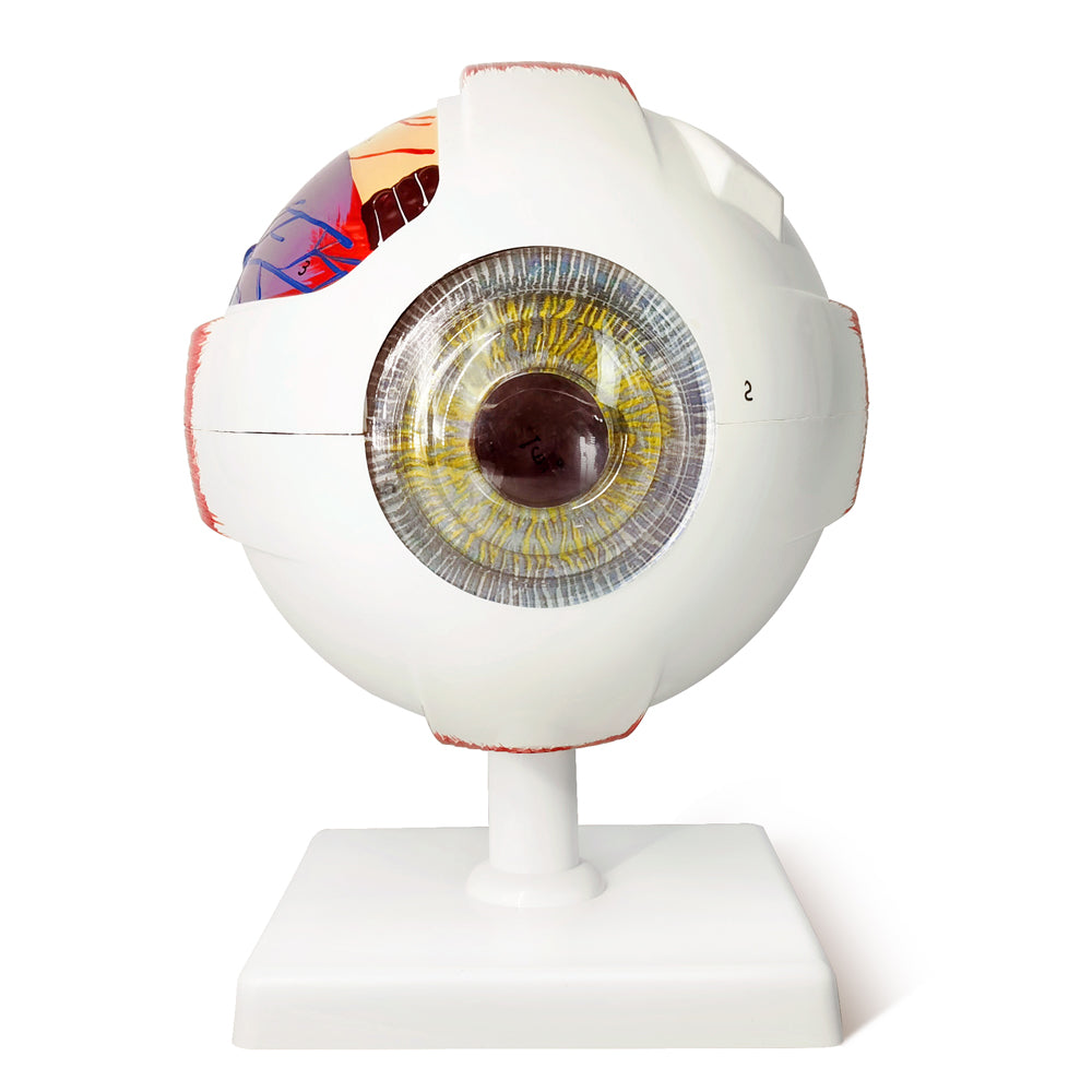 Evotech Scientific Human Eye Anatomy Model 6 Parts 6X Enlarged