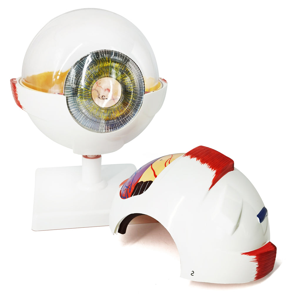 Evotech Scientific Human Eye Anatomy Model 6 Parts 6X Enlarged