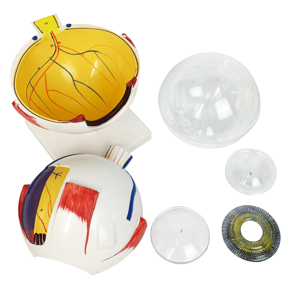 Evotech Scientific Human Eye Anatomy Model 6 Parts 6X Enlarged