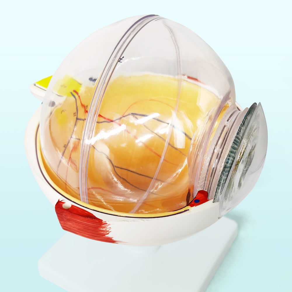 Evotech Scientific Human Eye Anatomy Model 6 Parts 6X Enlarged