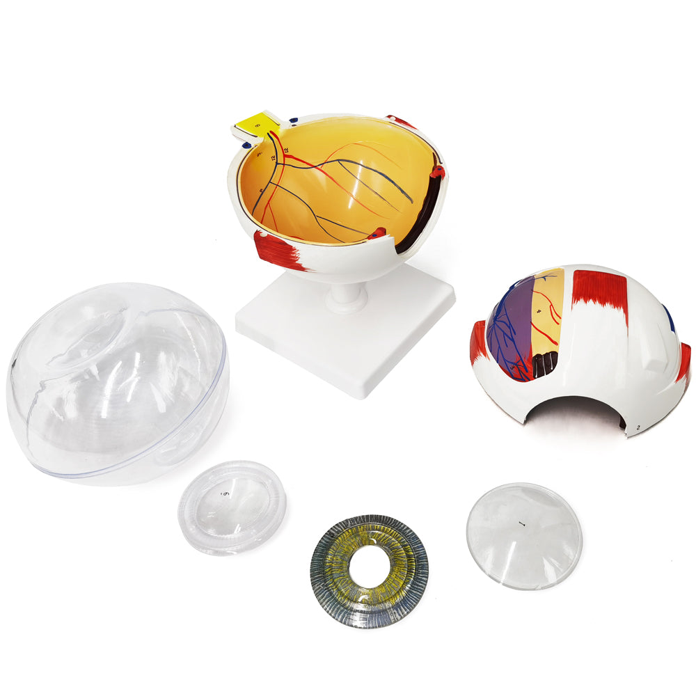 Evotech Scientific Human Eye Anatomy Model 6 Parts 6X Enlarged