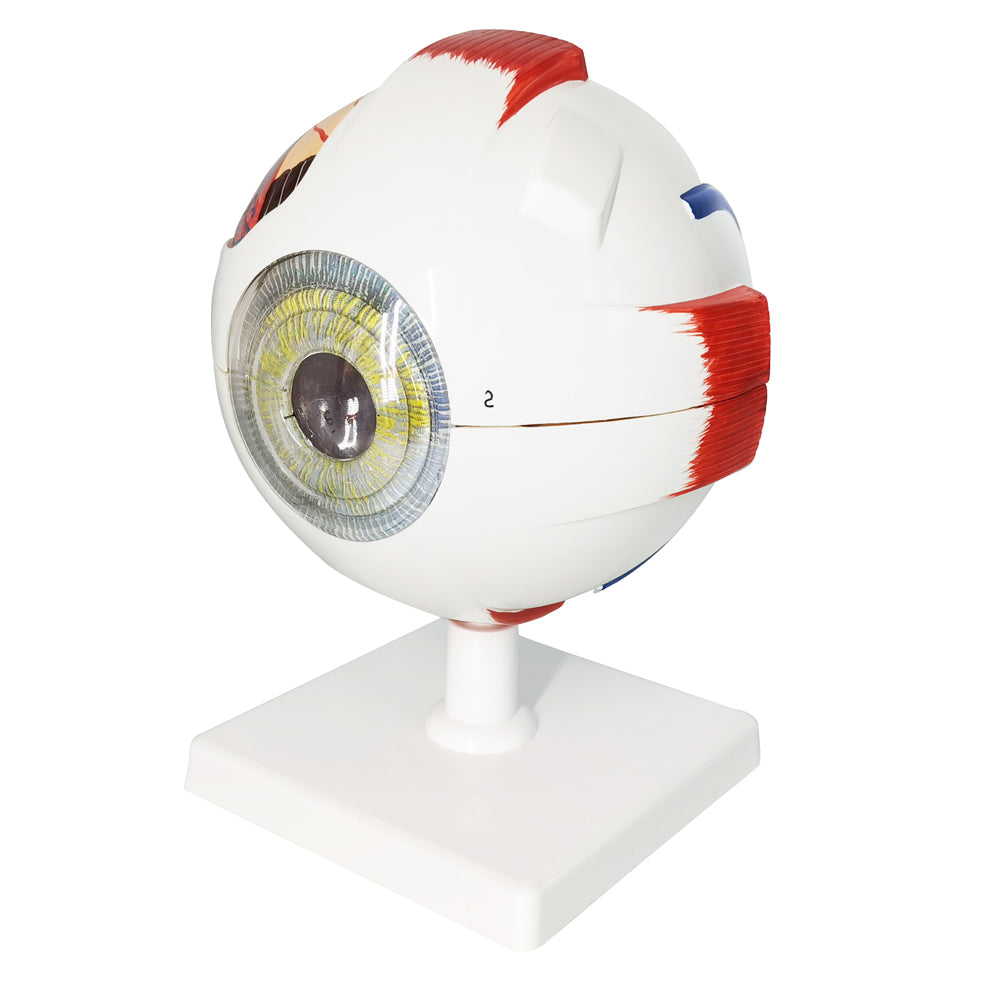 Evotech Scientific Human Eye Anatomy Model 6 Parts 6X Enlarged