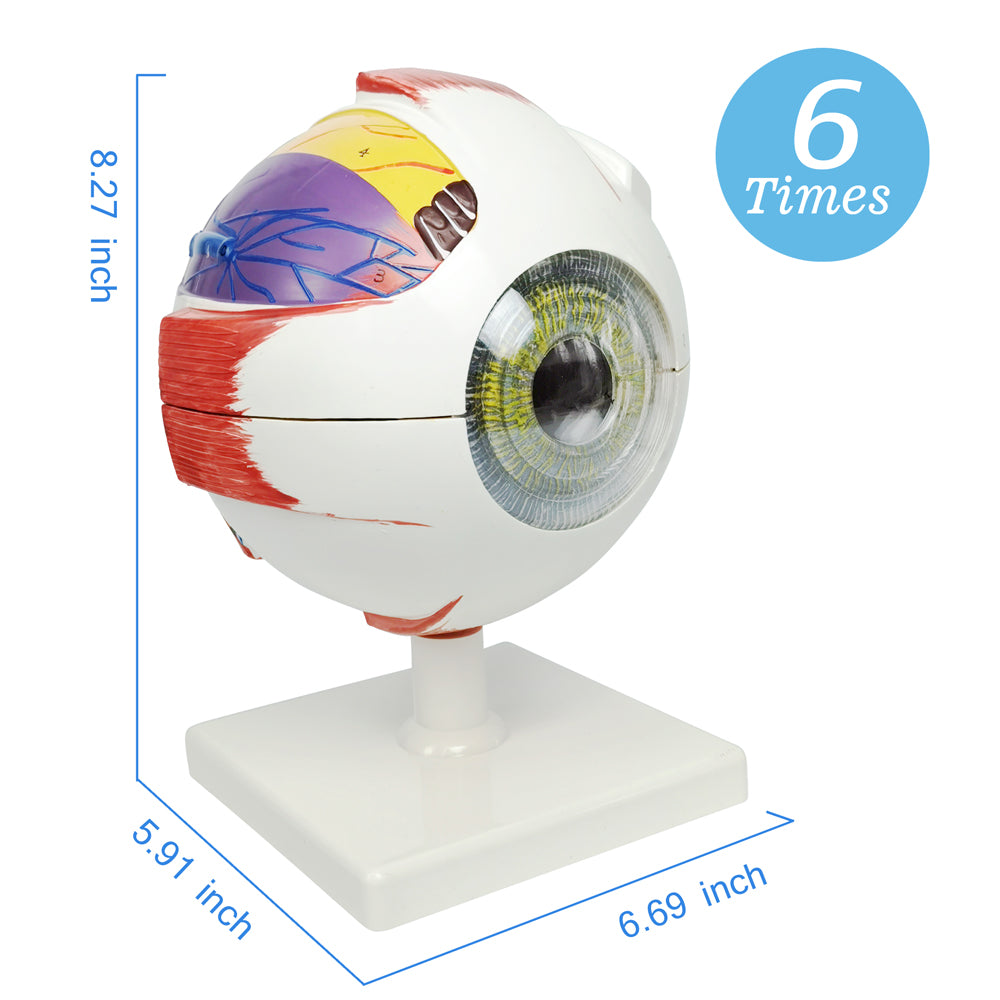 Evotech Scientific Human Eye Anatomy Model 6 Parts 6X Enlarged