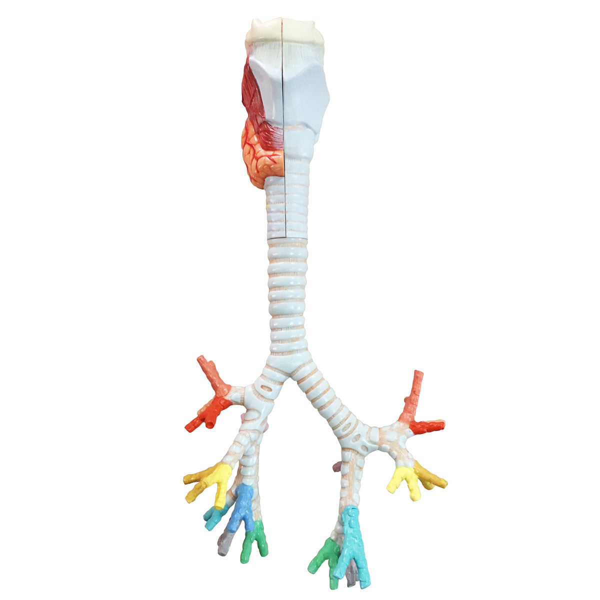 Evotech Scientific Larynx, Trachea, and Bronchi Model