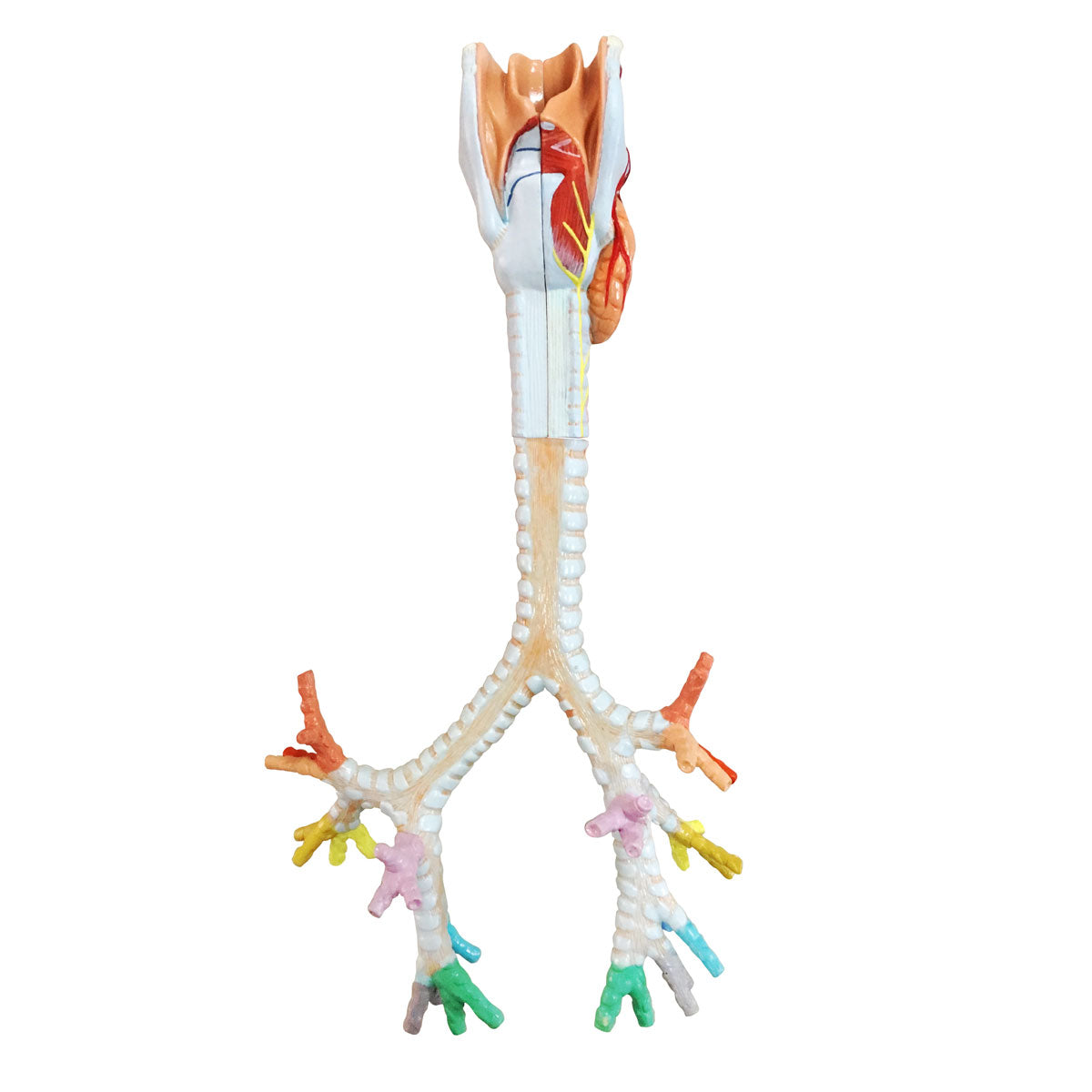 Evotech Scientific Larynx, Trachea, and Bronchi Model
