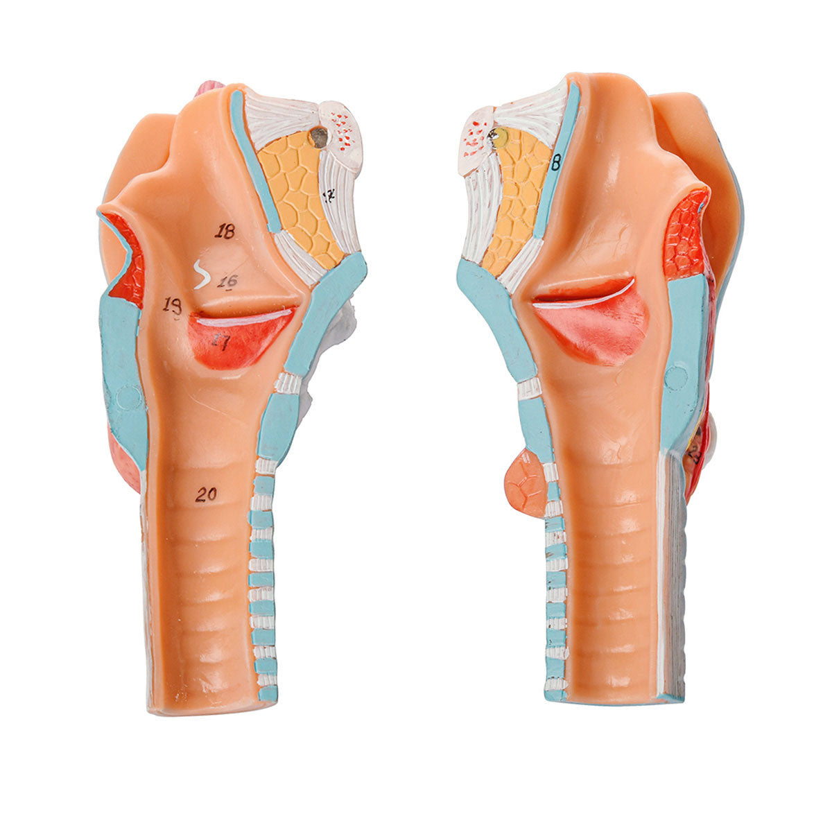 Evotech Scientific Larynx, Trachea, and Bronchi Model