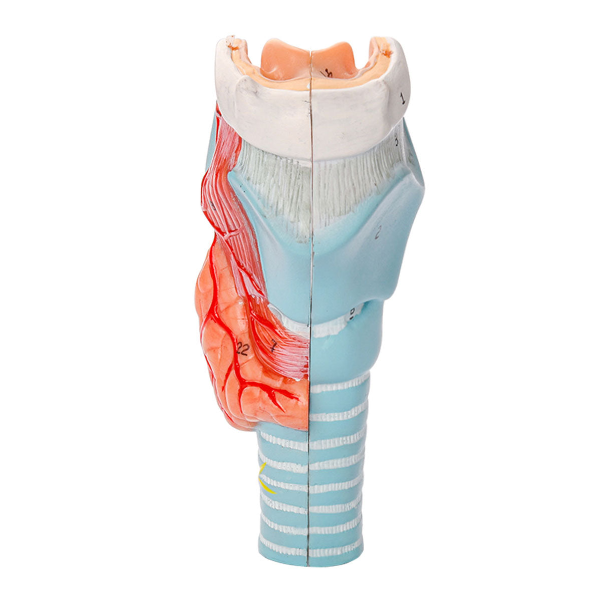 Spring Trachea Trachea Anatomy Model